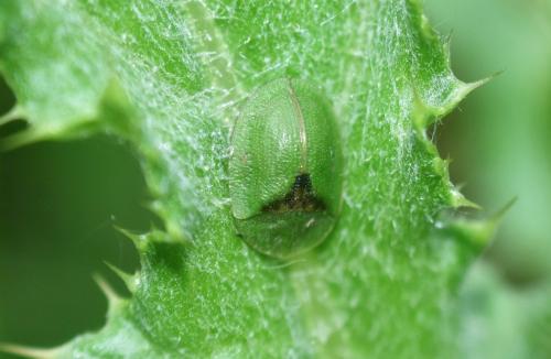 Réf. 342 297 : Cassida sp.